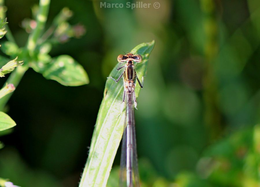 Platycnemis pennipes